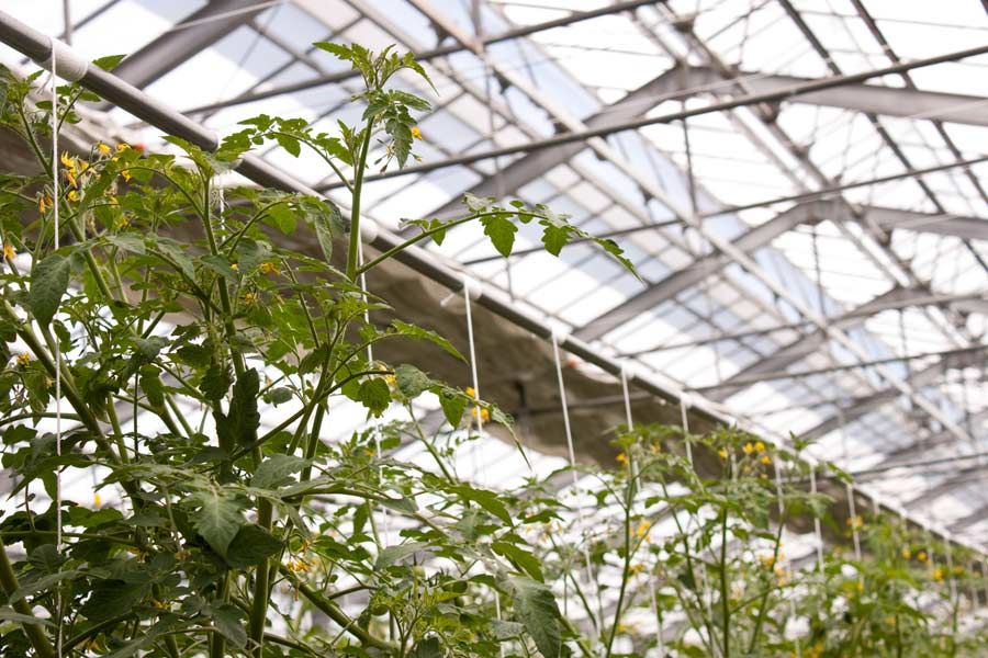 県西部にトマト栽培の視察 誘引方法にビックリ 超画期的 トマトの誘引方法 アグログ Savegreen Blog